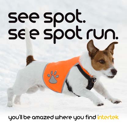 Small dog running through snow wearing a vest