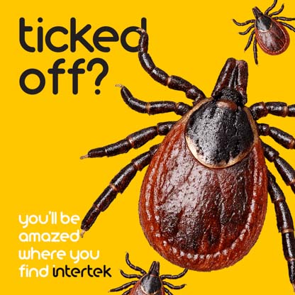 Tick insects